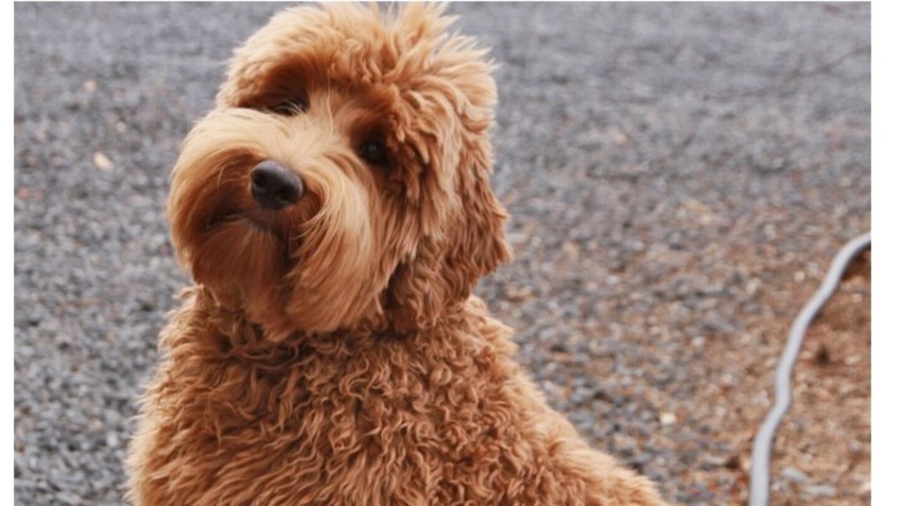 are labradoodles hypoallergenic