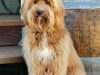 How to Pick a Vet for Your Labradoodle
