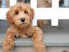 6 Reasons the Labradoodle is the Best Breed Ever