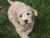 Where Can I Adopt a Labradoodle?