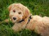 4 Reasons to Get Pet Insurance for your Labradoodle