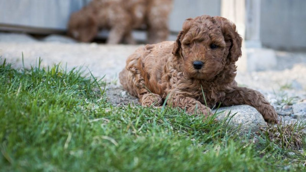 can two labradoodles mate