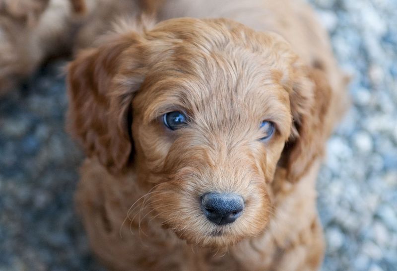 Brown Labradoodle Puppy