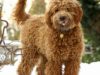 4 Benefits of the Labradoodle’s Coat