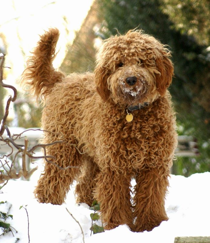 living nature labradoodle