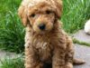 What is an Australian Labradoodle?