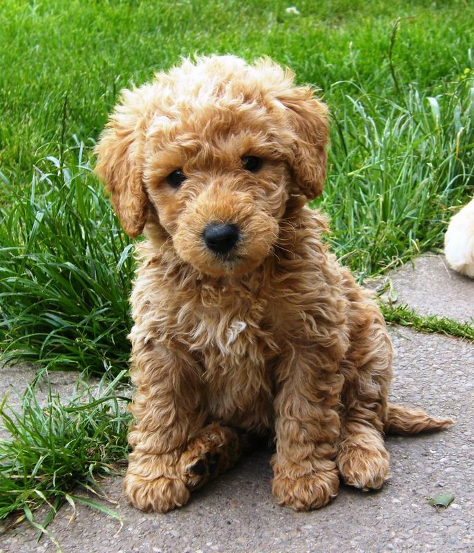 Australian labradoodle outlet curly