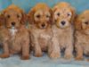 Is a Labradoodle the Right Fit for Your Personality?