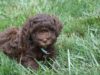 5 Health Benefits of Owning a Labradoodle