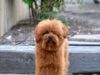 6 Things You Should Never Do to Your Labradoodle