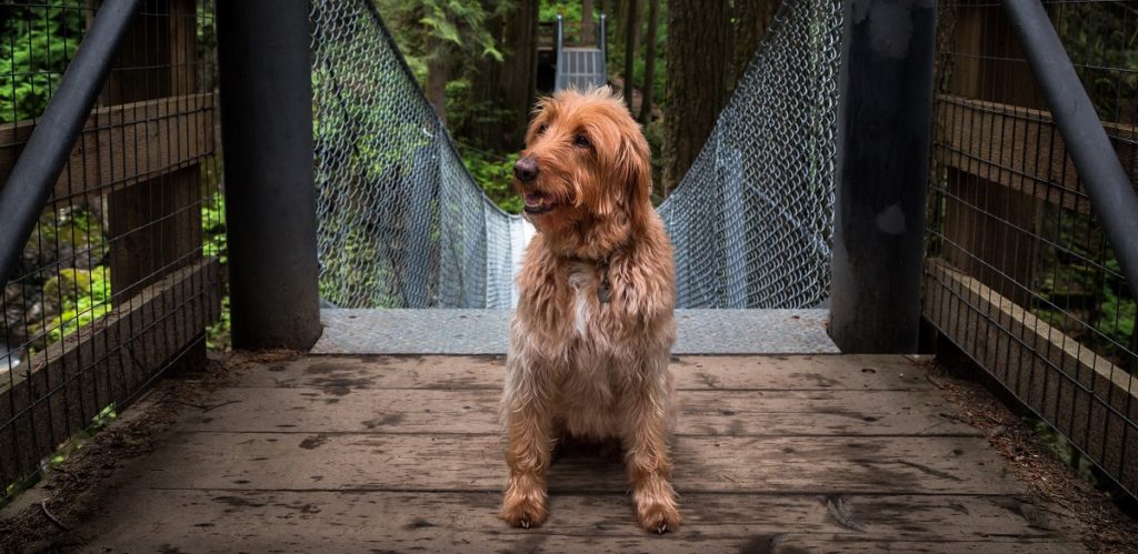 labradoodle grooming cost