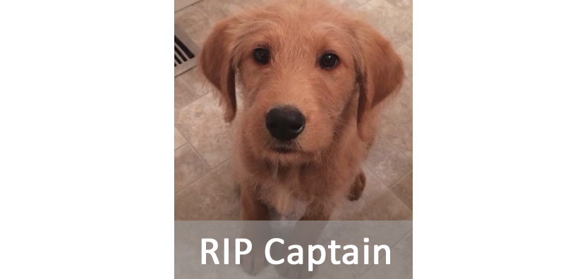 Captain The Labradoodle