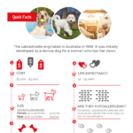 Labradoodle Breed Overview Infographic