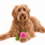 Labradoodle with Flower