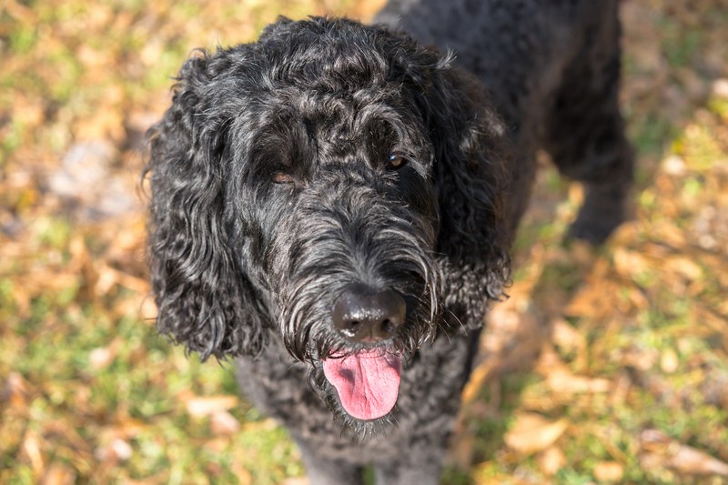 Black Labradoodle