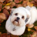 Cute White and Grey Puppy In The Fall