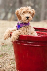 Cute Labradoodle Puppy In A Pail