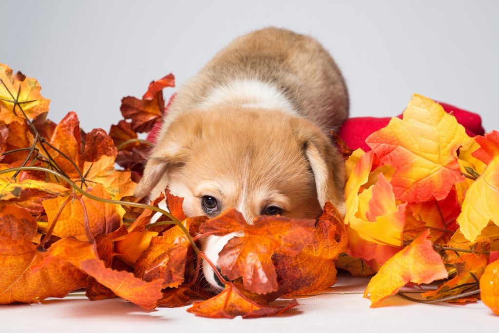 White and Brown Puppy Playing In The Fall Leaves