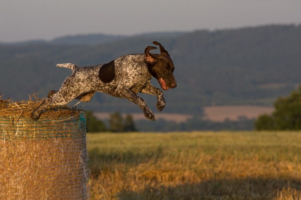 German Shorthaired Pointer Jumping