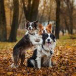 Three Border Collies Playing In The Fall