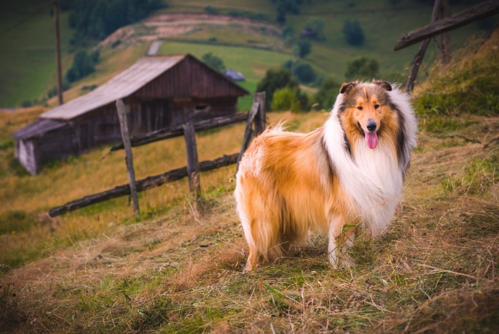 Collie In The Countryside 