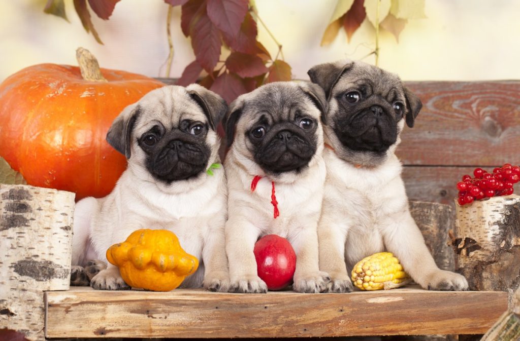 3 Pugs During Fall