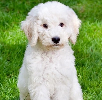 White Labradoodle