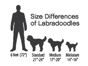 standard labradoodle size