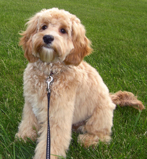 adult miniature australian labradoodle