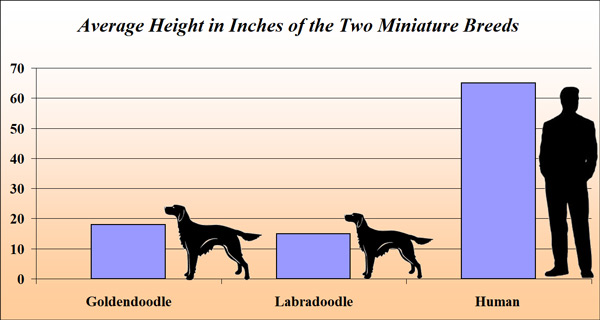 Miniature best sale goldendoodle size