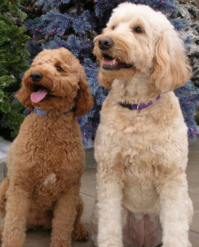 Mini Goldendoodle Size Chart