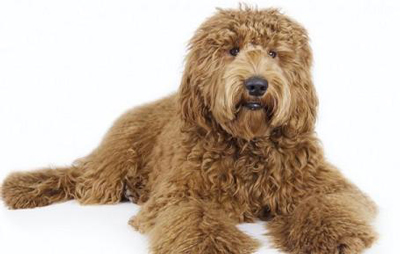 labradoodle allergy