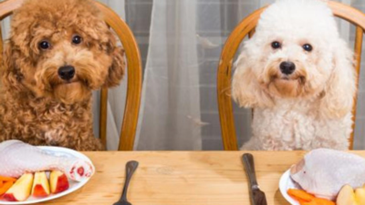 Healthy food 2025 for labradoodles