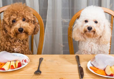 labradoodle-diet