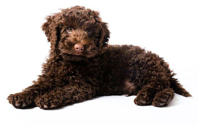 labradoodle-hypoallergenic