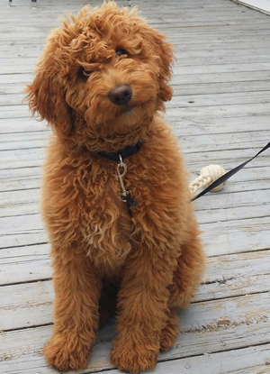 goldendoodle labradoodle miniature mini vs medium labradoodles amber eyes versus brown coat