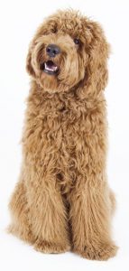 heat-stroke-labradoodle