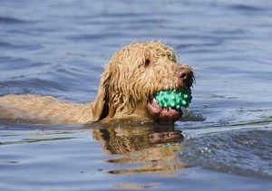 labradoodle-swimming