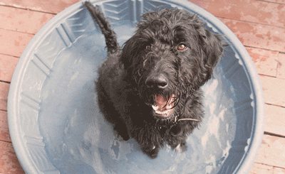 labradoodle-ways-to-cool-down-on-hot-day