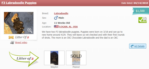 labradoodle-puppy-advertisement