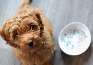 labradoodle-puppy