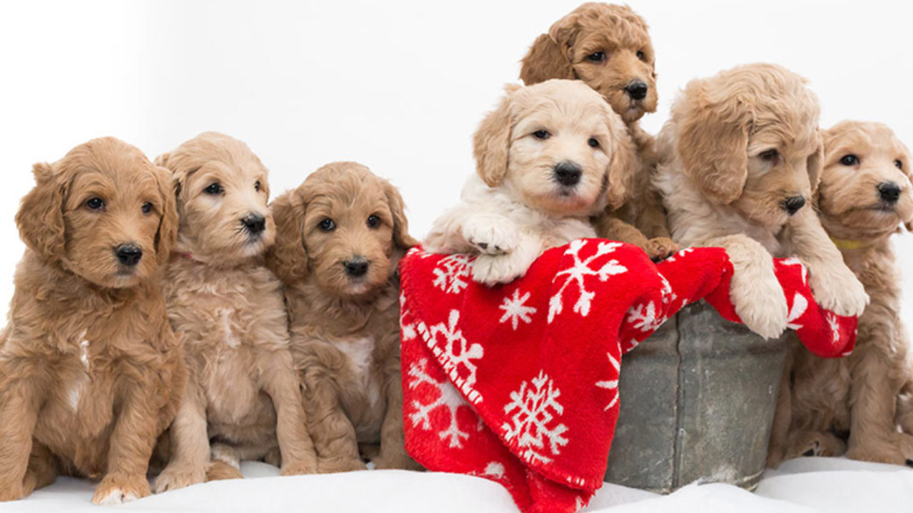 How Much Does A Labradoodle Dog Cost Labradoodles Dogs