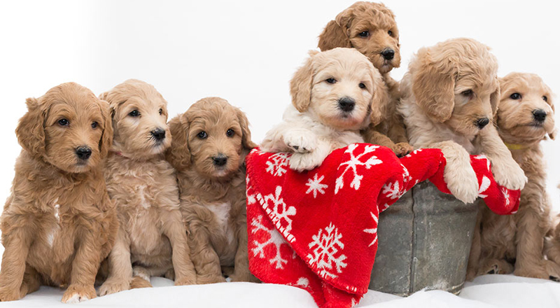 Toy store labradoodle price