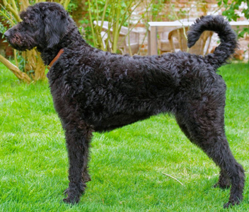 Large black labradoodle sale