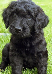 black labradoodle puppy