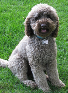 labradoodle gray