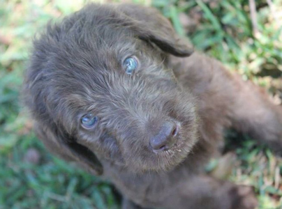 chocolate labradoodle with blue eyes