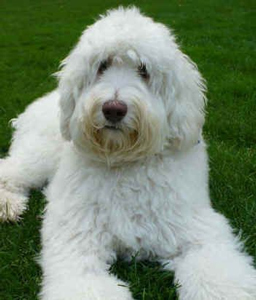 Grey and white store labradoodle