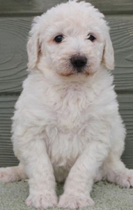 white labradoodle puppy