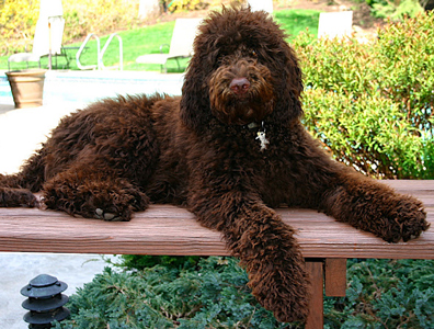 Dark best sale chocolate labradoodle